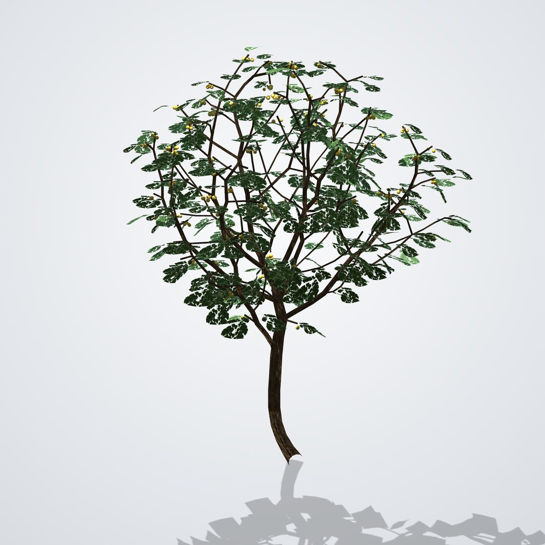 Chinaberry Tree with Fruit - Melia azedarach 3D model https://p.turbosquid.com/ts-thumb/9O/ALZ02N/88/meliaazedarach_02_side_right/png/1790120970/1920x1080/fit_q87/89f8154f305750265d130d8e7e140c9734e0862a/meliaazedarach_02_side_right.jpg