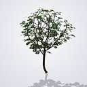 Chinaberry Tree with Fruit - Melia azedarach