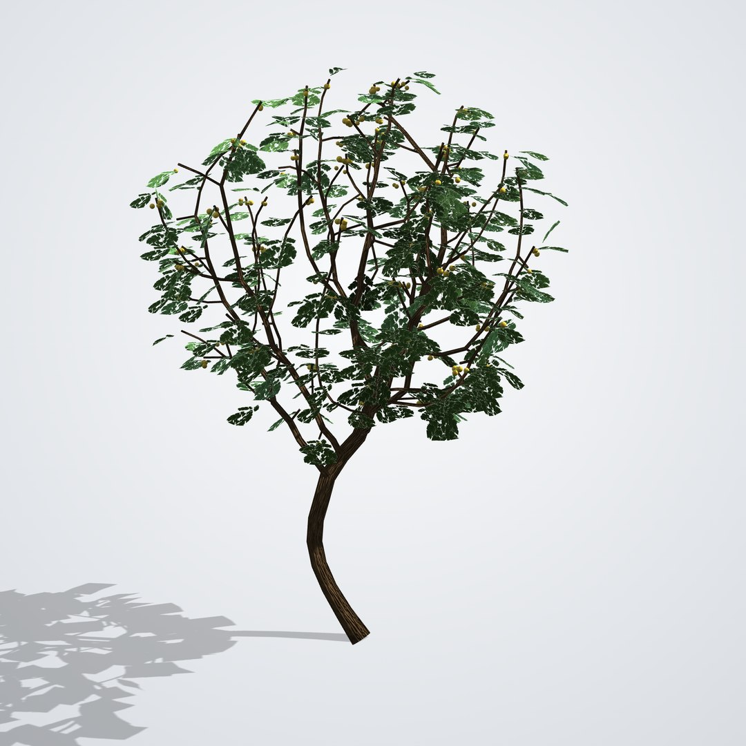 Chinaberry Tree with Fruit - Melia azedarach 3D model https://p.turbosquid.com/ts-thumb/9O/ALZ02N/kA/meliaazedarach_03_back/png/1790120974/1920x1080/fit_q87/5d6e0c28d455ae80dc654bb721c6c587138141d2/meliaazedarach_03_back.jpg