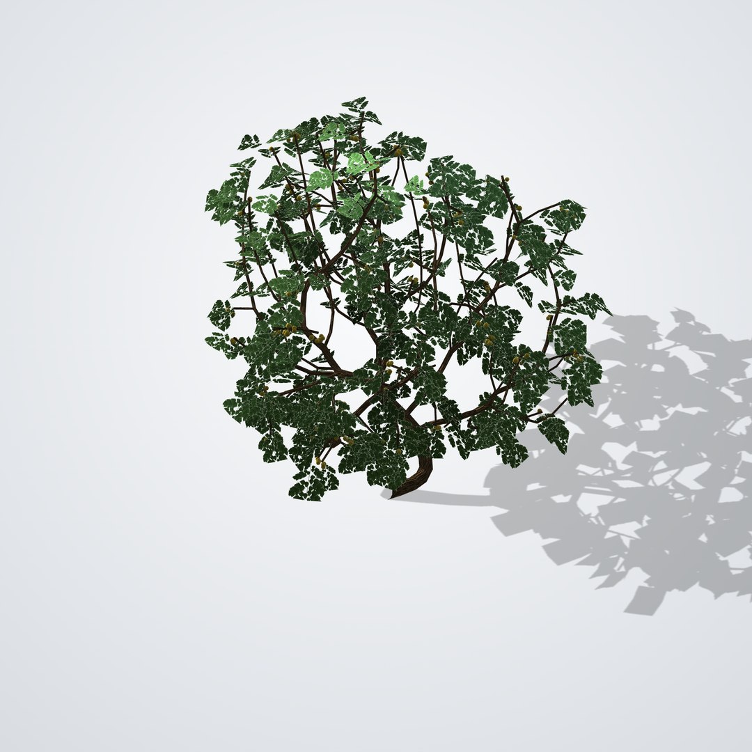 Chinaberry Tree with Fruit - Melia azedarach 3D model https://p.turbosquid.com/ts-thumb/9O/ALZ02N/uP/meliaazedarach_05_top/png/1790120971/1920x1080/fit_q87/ebd5ecc69134dcf8cb847d9159b952b7ef424059/meliaazedarach_05_top.jpg
