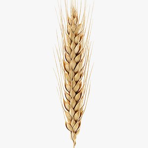 wheat 3D model