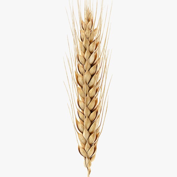 3d wheat model