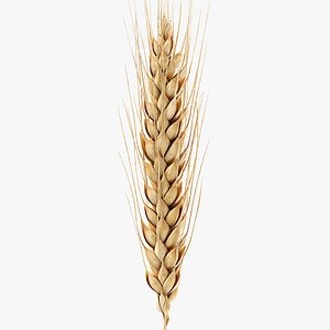 Wheat