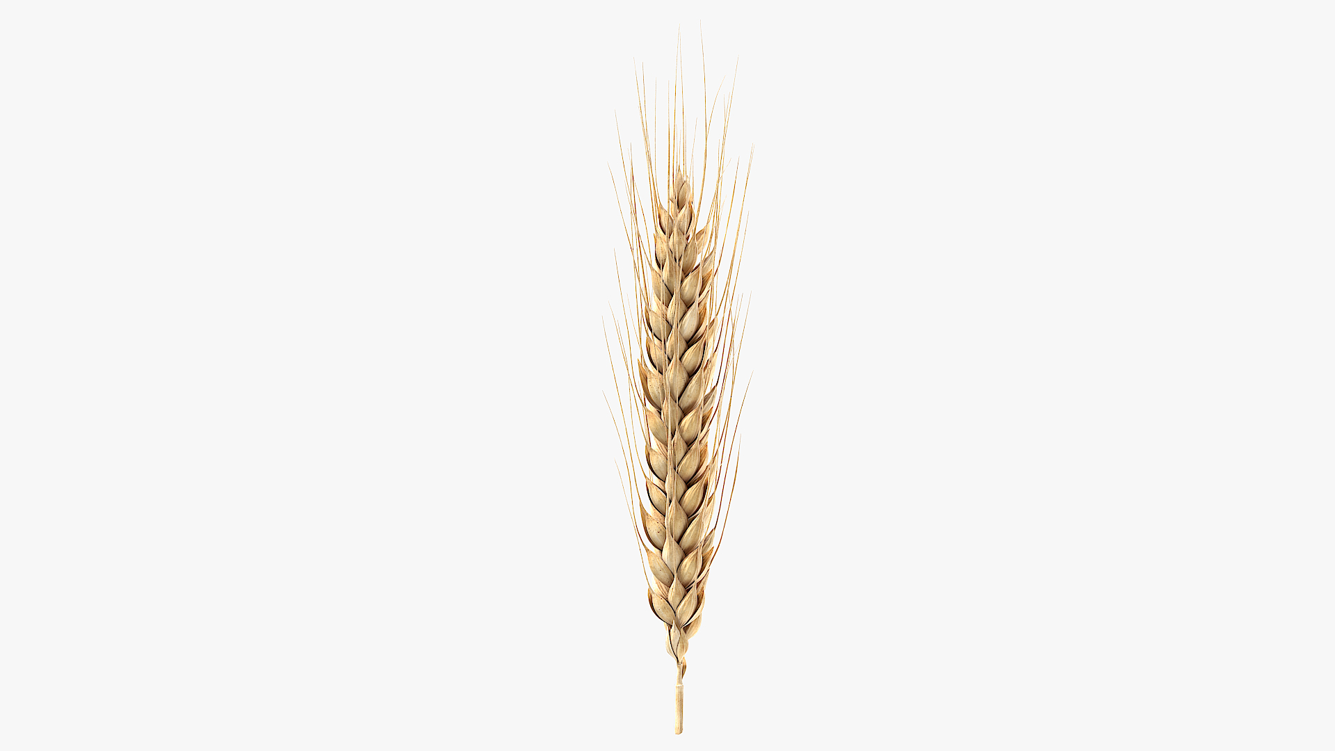 wheat 3D model https://p.turbosquid.com/ts-thumb/9O/VKnmkw/fQ/anim/png/1615290251/1920x1080/turn_fit_q99/25410b16b50bf61673b94ff20ad6ae624ee9bf43/anim-1.jpg