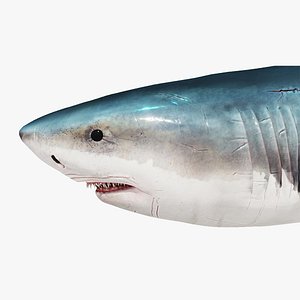 Blend Swap  Shark Model and Rig