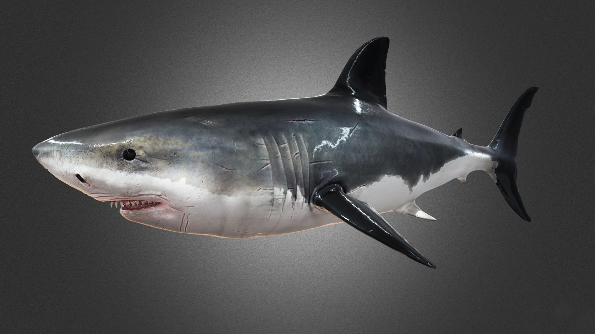 Shark Animation 3D model - TurboSquid 2153602