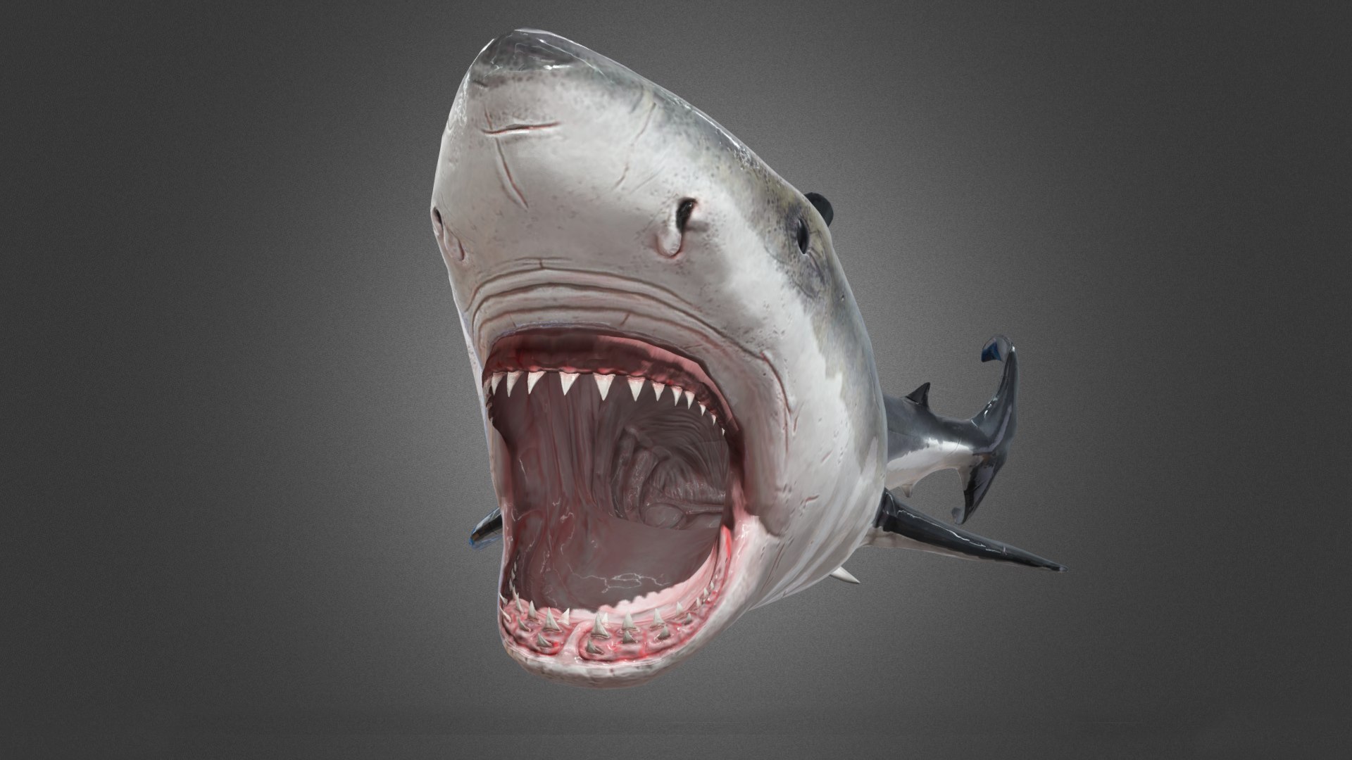 Shark Animation 3D model - TurboSquid 2153602