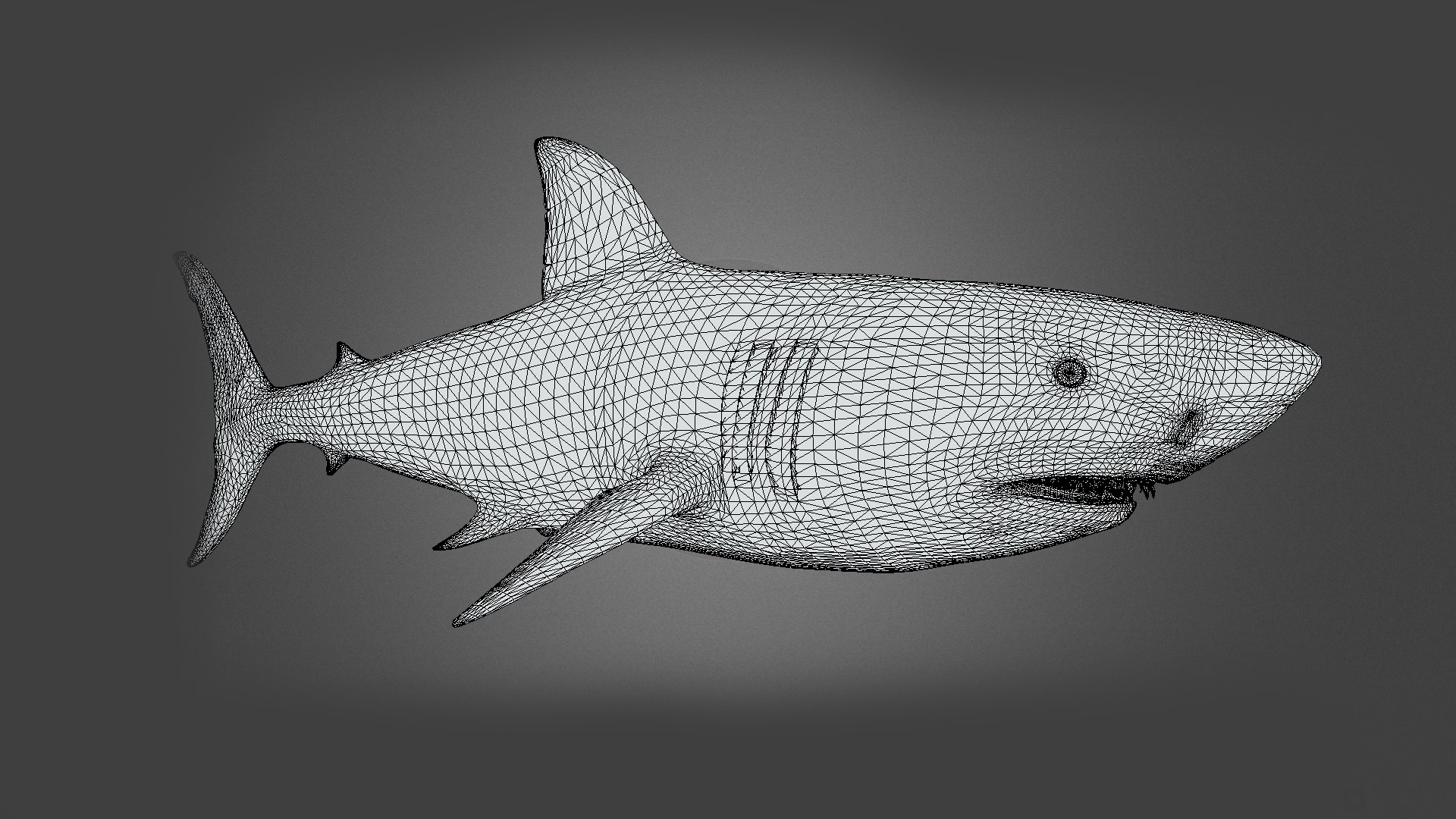 Shark Animation 3D model - TurboSquid 2153602