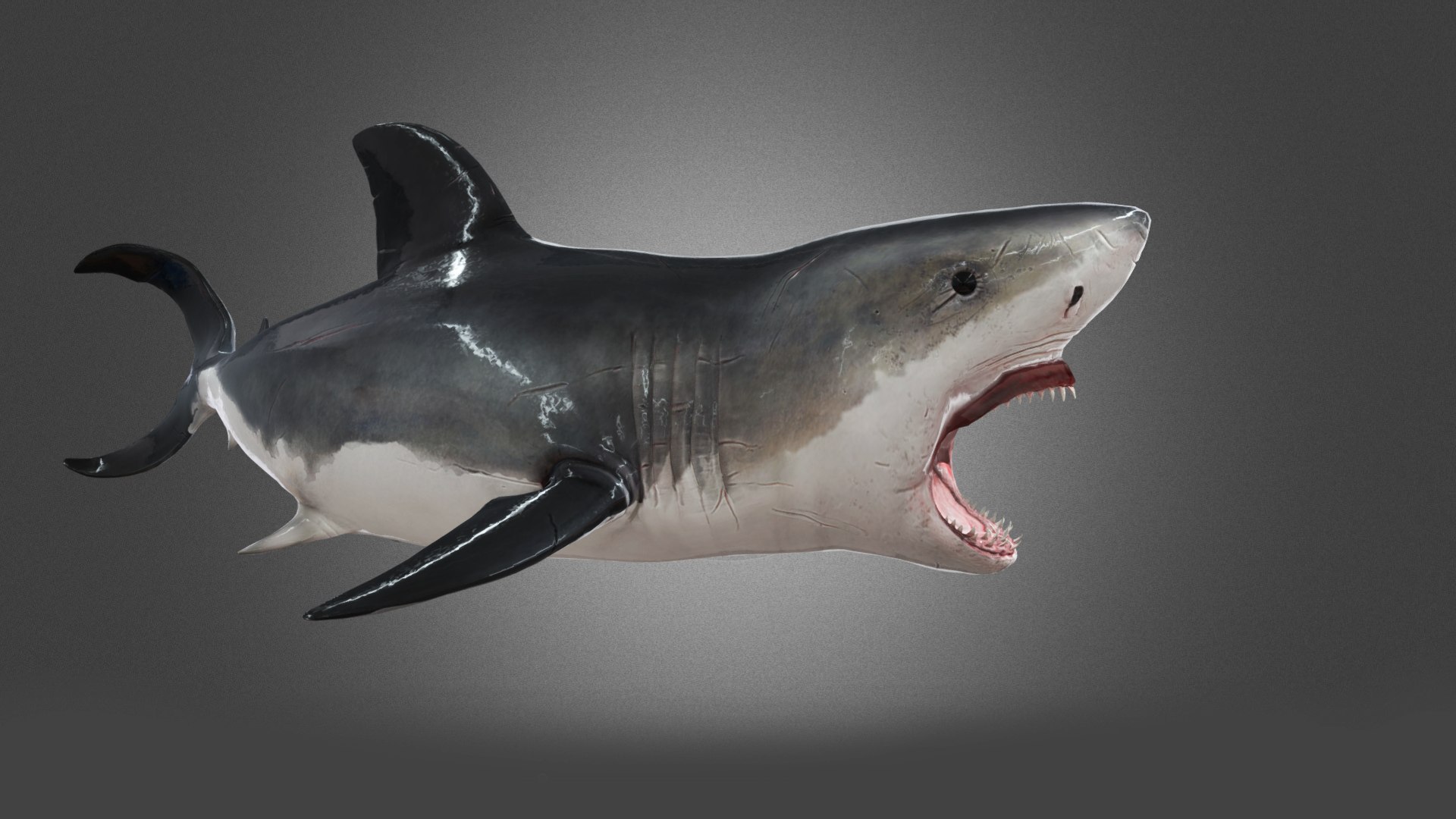 Shark Animation 3D model - TurboSquid 2153602