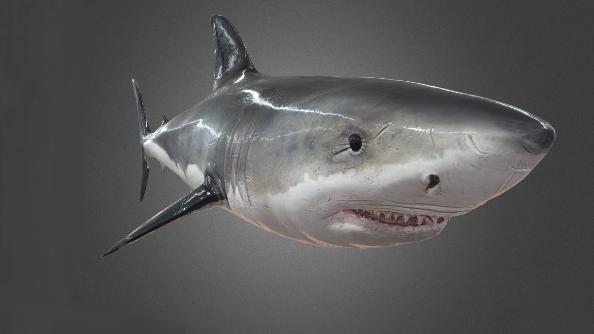 Shark Animation 3D model - TurboSquid 2153602