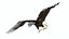Bald Eagle Attack model