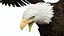 Bald Eagle Attack model