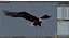 Bald Eagle Attack model