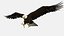 Bald Eagle Attack model