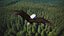Bald Eagle Attack model