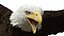 Bald Eagle Attack model