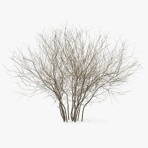 3D winter bush