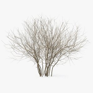 Winter Bush 3D Model