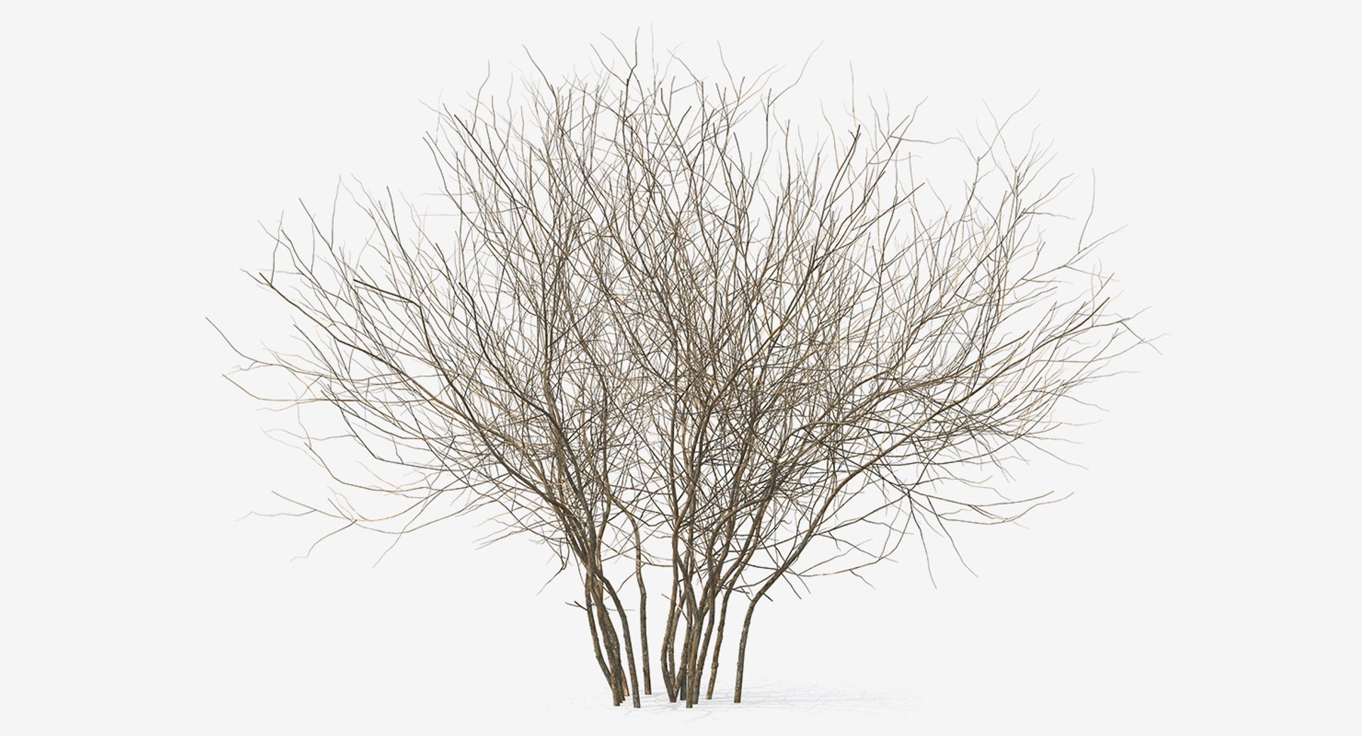 Winter Bush 3D Model 3D model preview