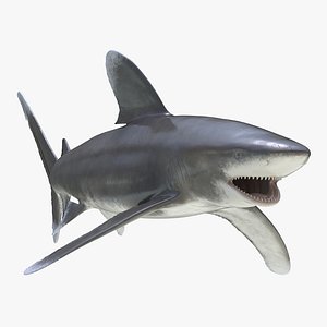 Oceanic Whitetip Shark Rigged 3D Model