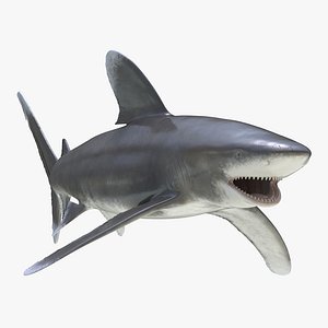Oceanic Whitetip Shark Rigged 3D Model
