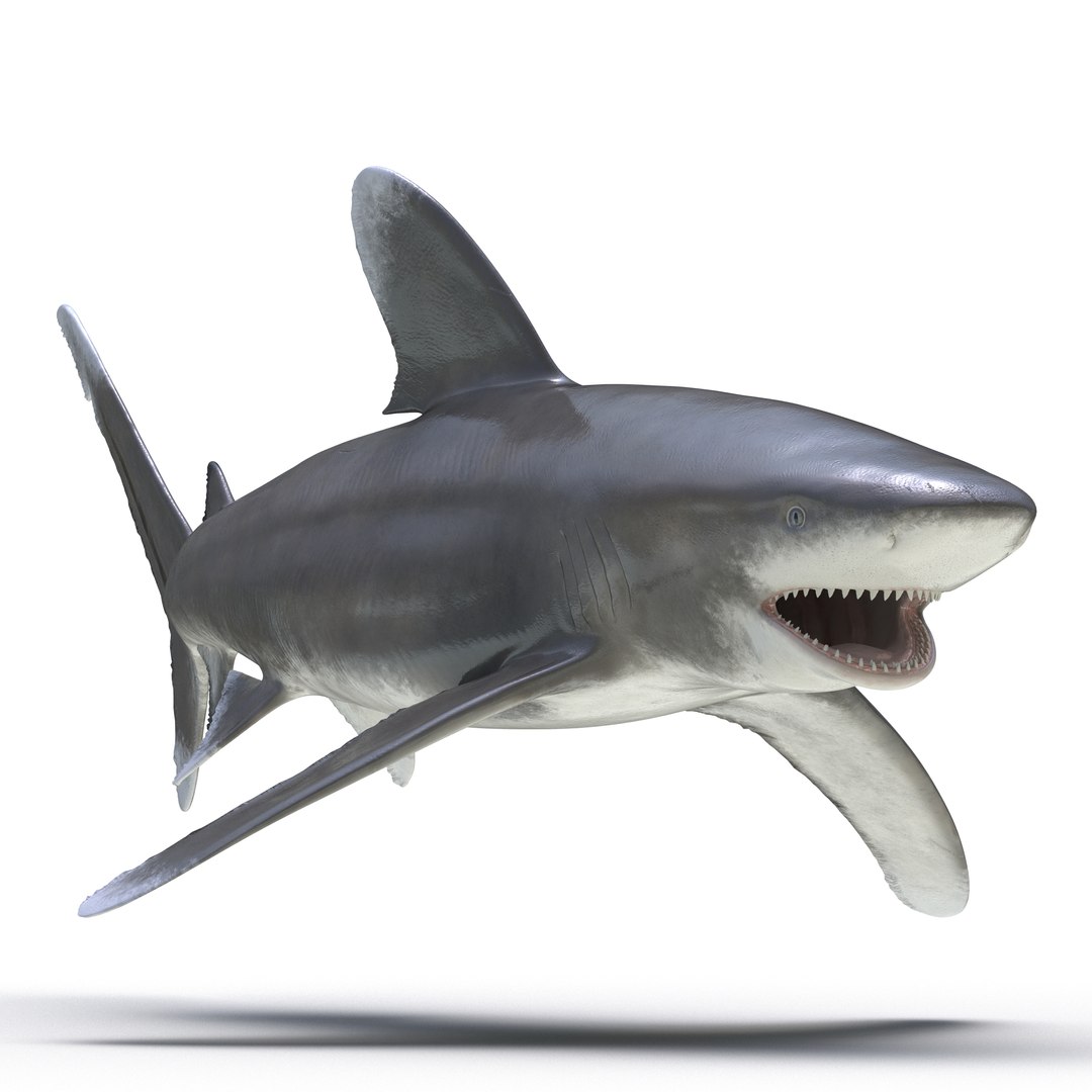 Oceanic Whitetip Shark Rigged 3D Model 3D model preview