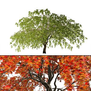 Weeping Japanese Maple Trees in 3 season colors