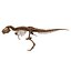 Esqueleto de Tiranosaurio Rex 01 a