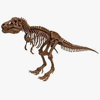 Tyrannosaurus Rex Skeleton 01 a