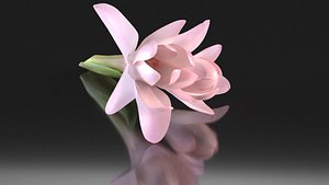 Polianthes tuberose pink perfume  flowers aroma