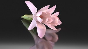 Polianthes tuberose pink perfume flowers aroma