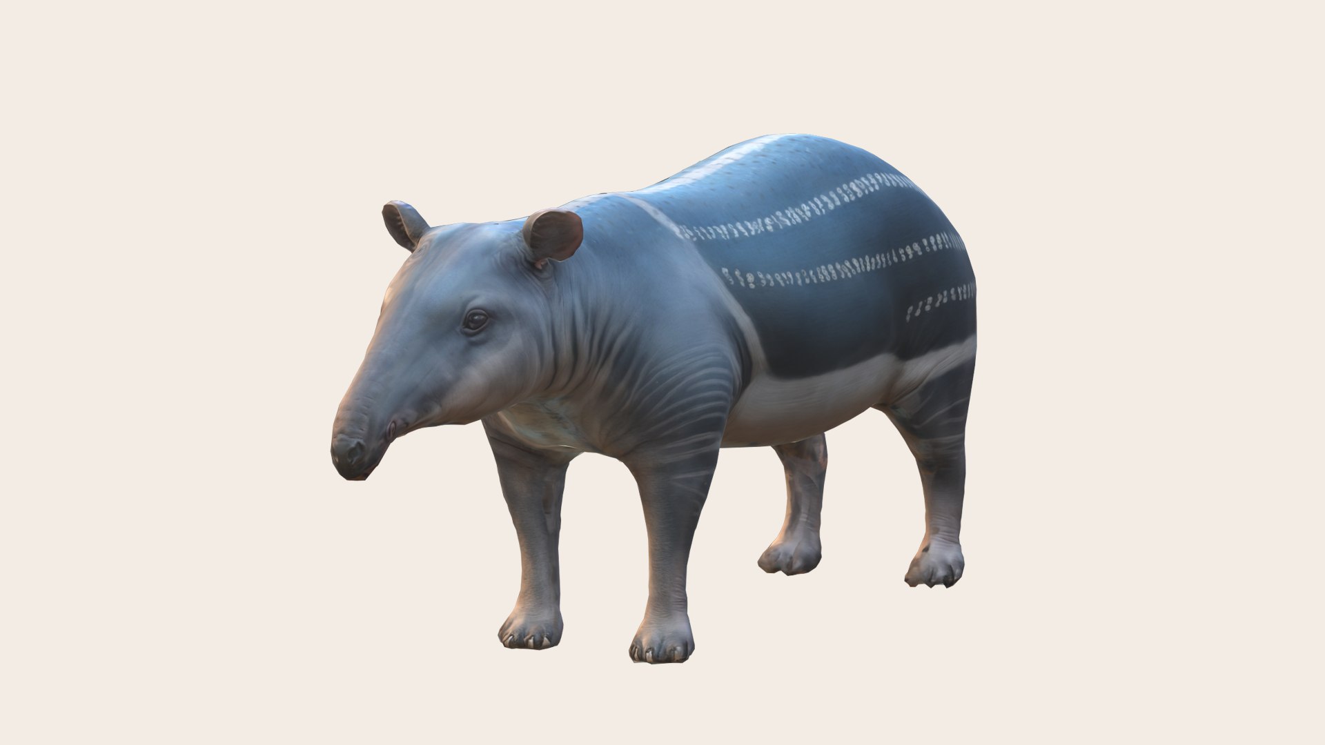 Tapir 3D Model - TurboSquid 2268420