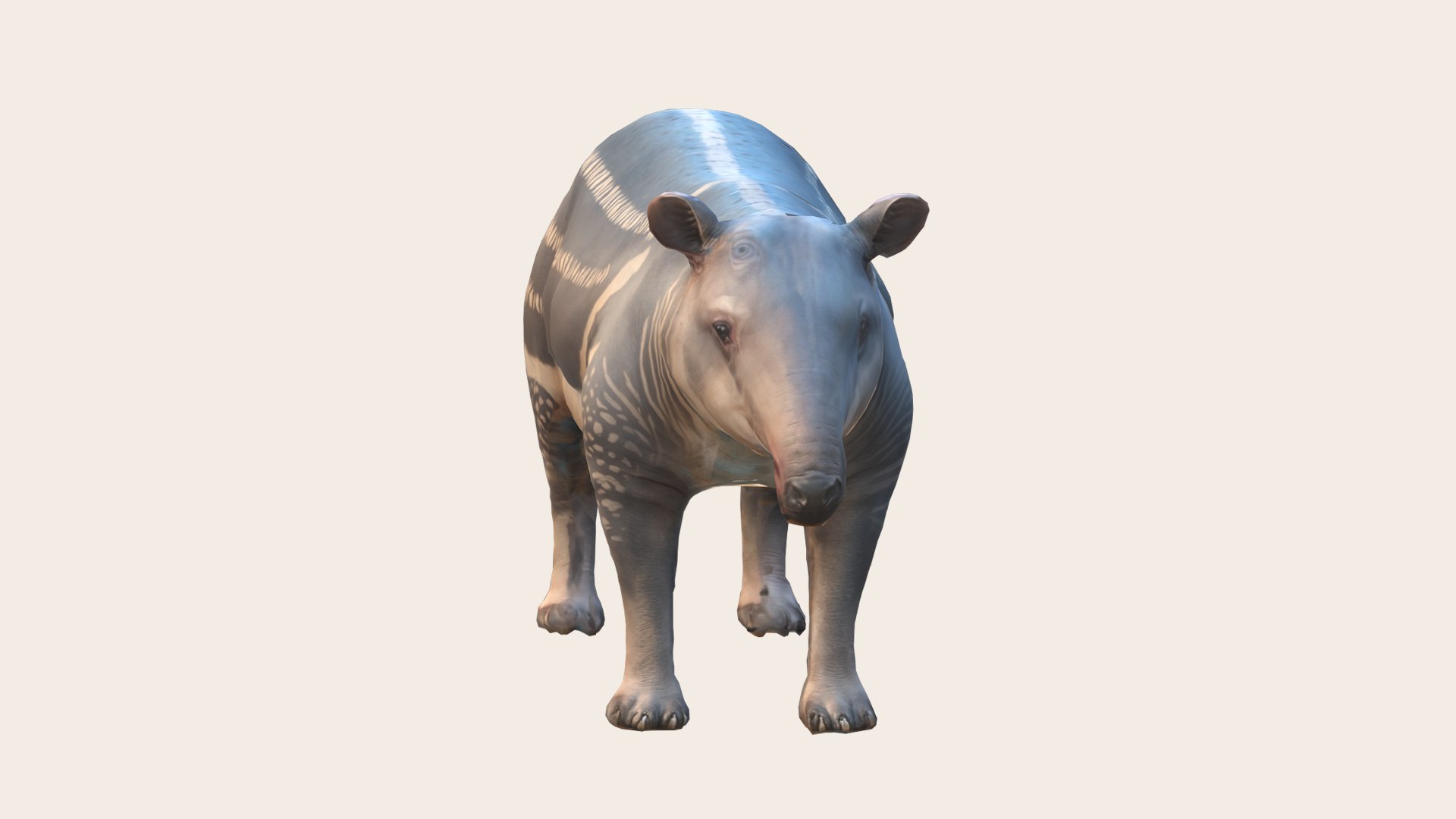 Tapir 3D Model - TurboSquid 2268420