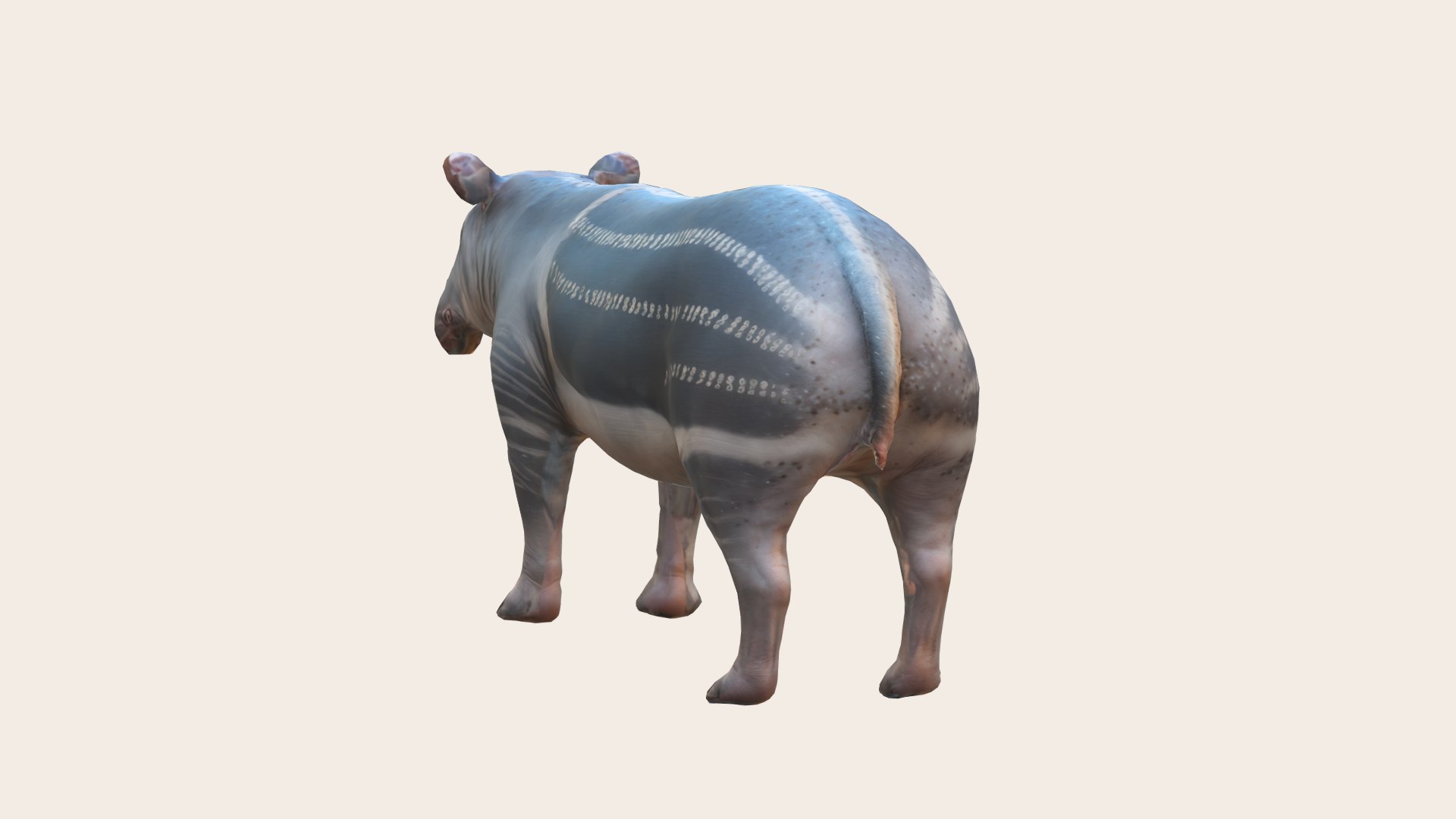 Tapir 3D Model - TurboSquid 2268420