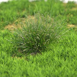 Grass126-41-50