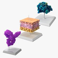 Gross Anatomy Models on Stand Collection