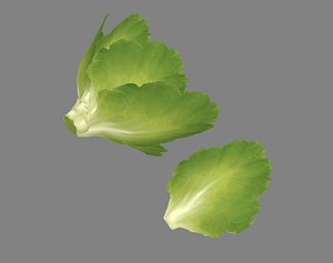 lettuce salad leaf 3D