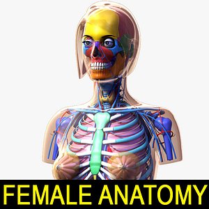 3d model female anatomy 2