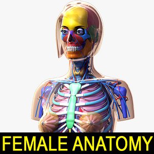 Female Anatomy 2
