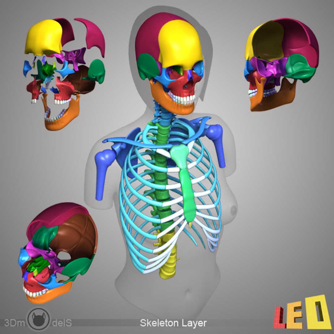 3d model female anatomy 2