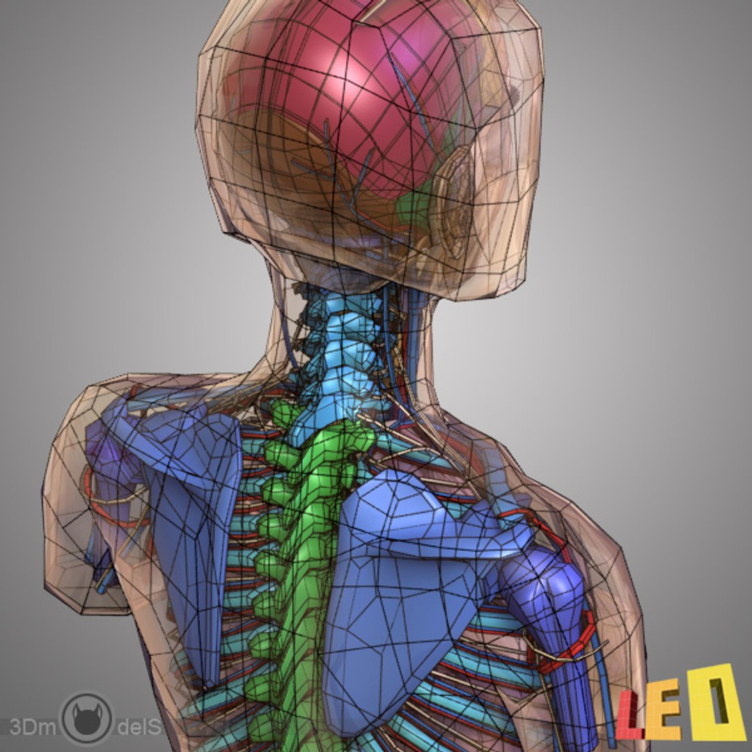3d model female anatomy 2
