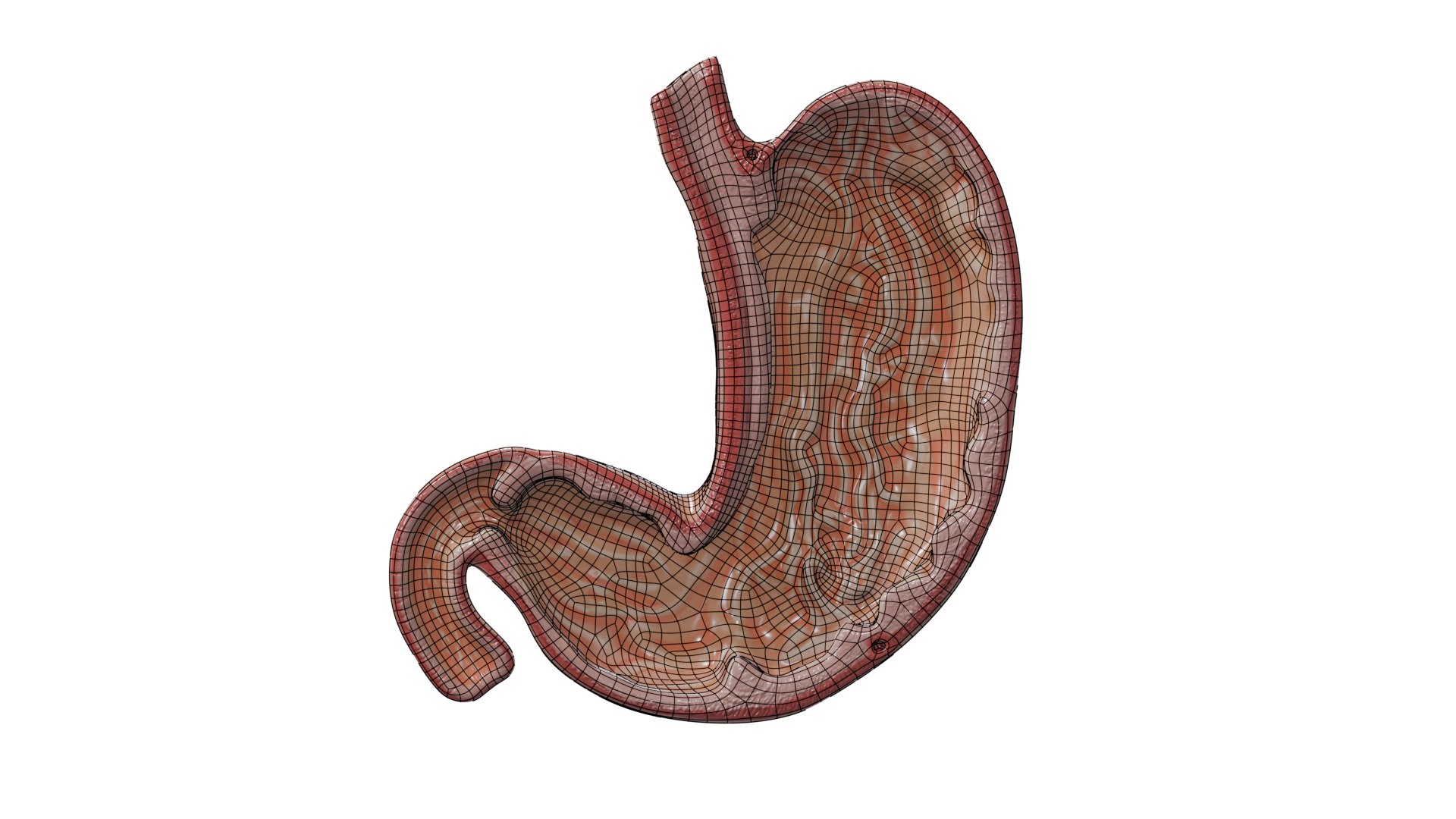 3D Stomach cross section model https://p.turbosquid.com/ts-thumb/9P/WBChrb/5Q/wireframe/png/1743584338/1920x1080/fit_q87/0b1901eb9fdeefb9a6e13b2de76777770f3602a3/wireframe.jpg