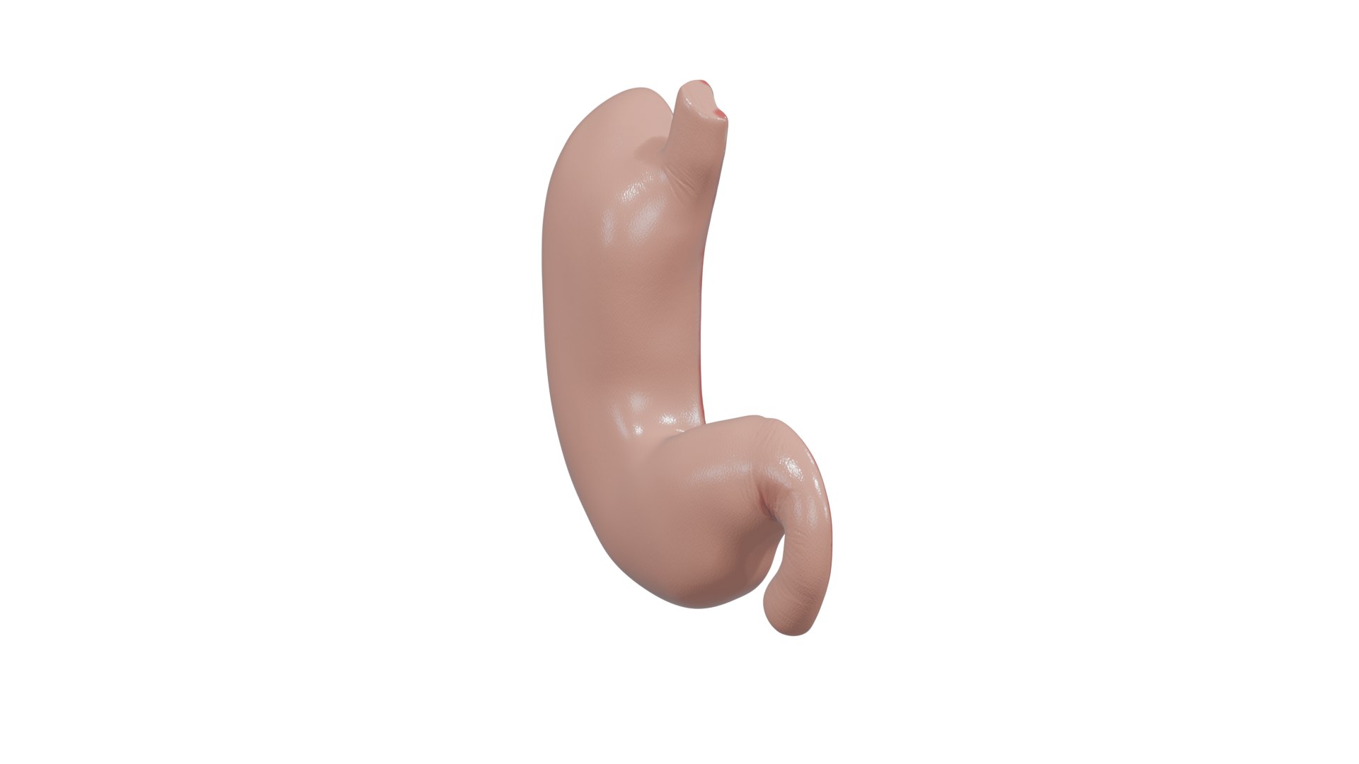 3D Stomach cross section model https://p.turbosquid.com/ts-thumb/9P/WBChrb/C5/render3/png/1743584371/1920x1080/fit_q87/81c8f42291c9307e5fee2719c2fe8a3b6f91ca54/render3.jpg