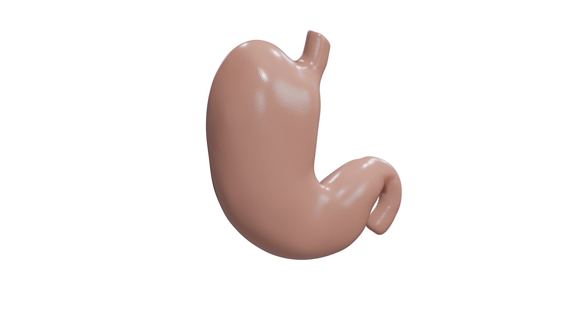 3D Stomach cross section model https://p.turbosquid.com/ts-thumb/9P/WBChrb/Cg/render2/png/1743584370/1920x1080/fit_q87/9bd236f24ae9665ac5c8be5e4d827a65b2670156/render2.jpg