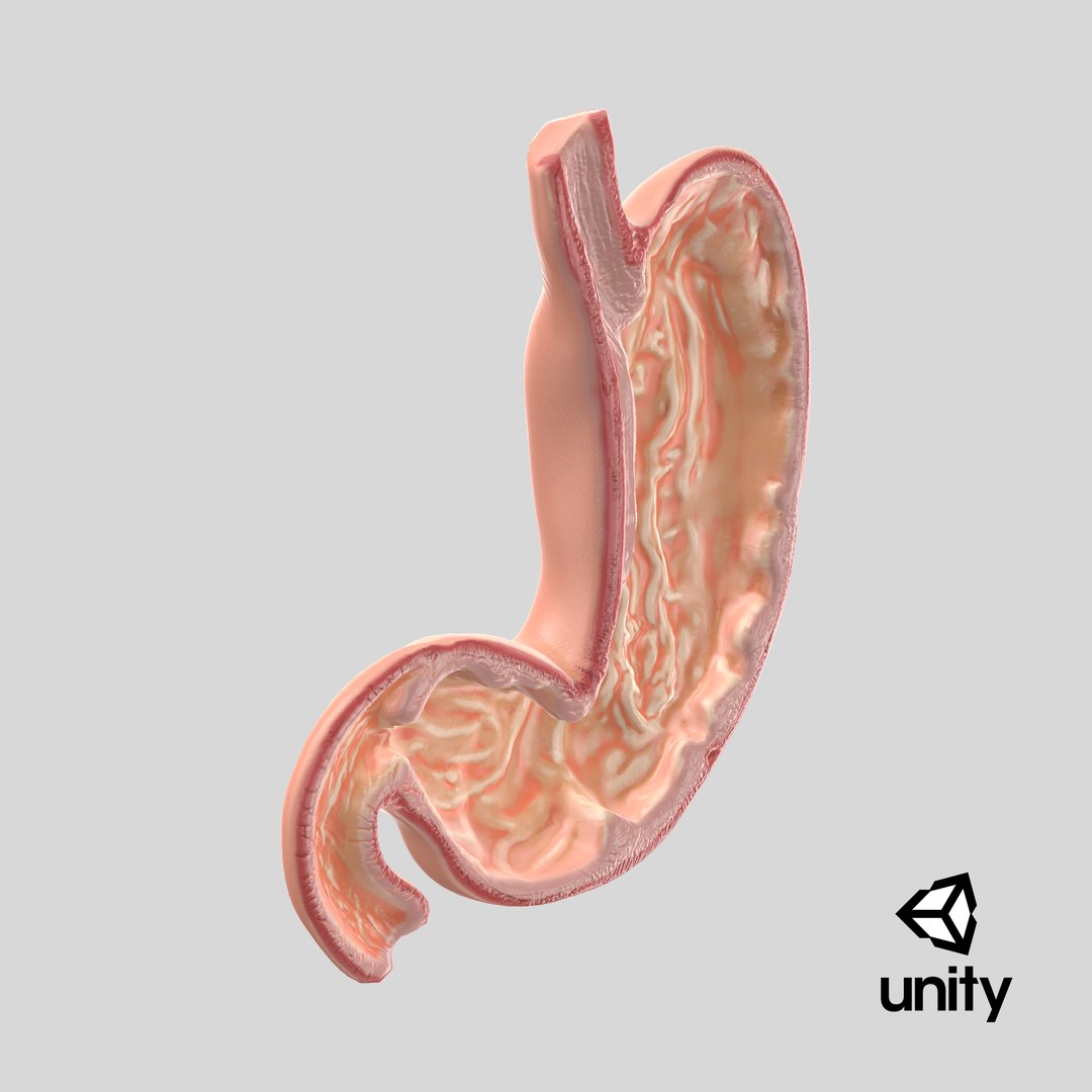 3D Stomach cross section model https://p.turbosquid.com/ts-thumb/9P/WBChrb/NW/stemcell_unity_render/png/1743793040/1920x1080/fit_q87/ec4d48c406fc26c48dd78a975f4b8781fbb195a8/stemcell_unity_render.jpg