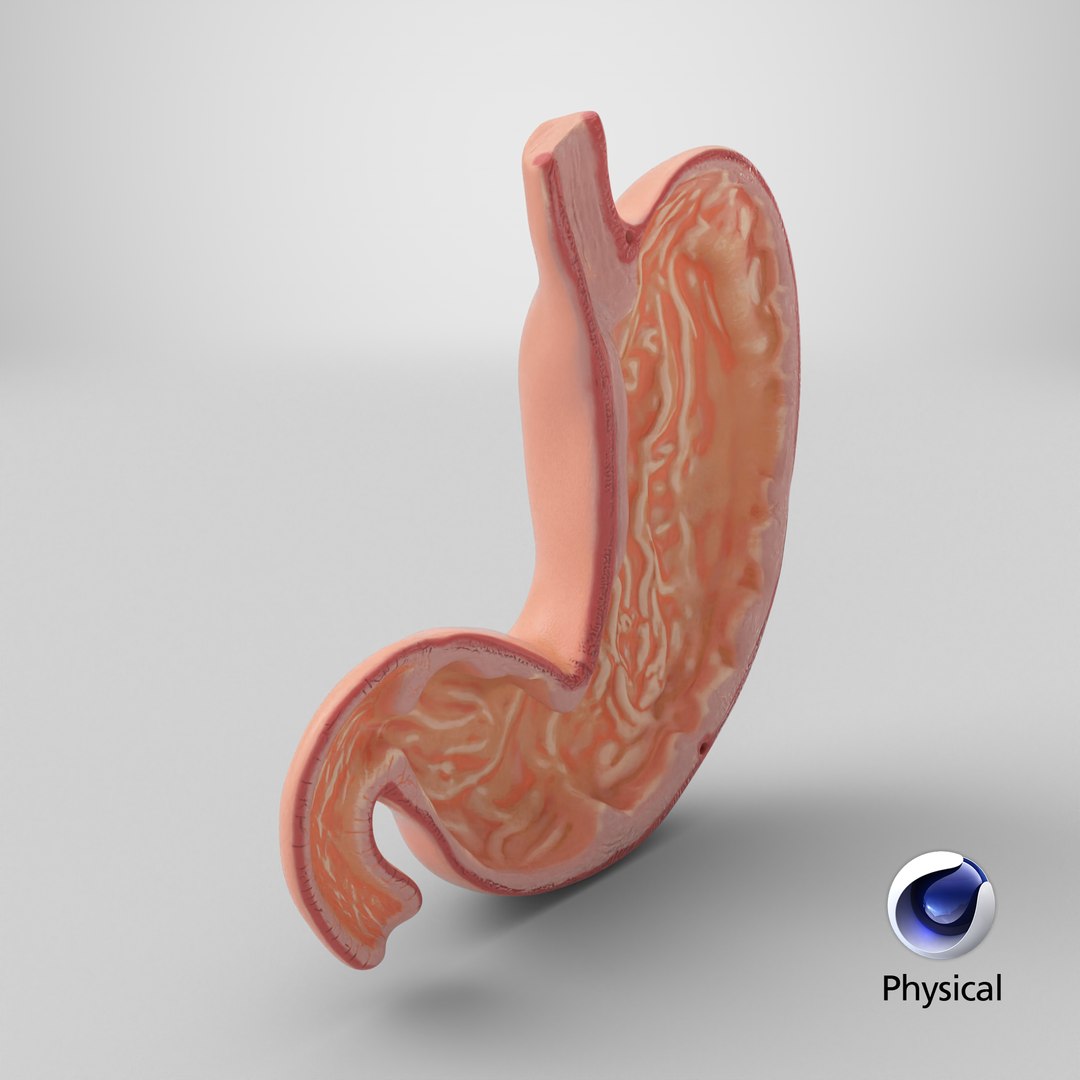 3D Stomach cross section model https://p.turbosquid.com/ts-thumb/9P/WBChrb/Op/stemcell_cinema_4d_physical_render/png/1743793035/1920x1080/fit_q87/f5b1a05e0c52fb4ea344febdb0f5d77fe0526b1d/stemcell_cinema_4d_physical_render.jpg