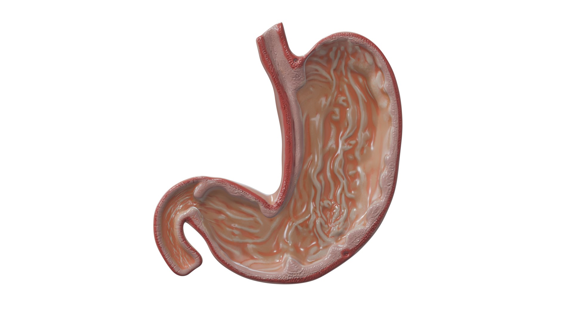 3D Stomach cross section model https://p.turbosquid.com/ts-thumb/9P/WBChrb/QZ/render/png/1743584373/1920x1080/fit_q87/b9831b4c954a21b9e4653016cff7992b6f63fbed/render.jpg
