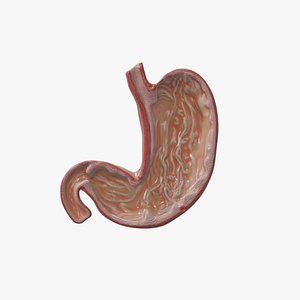 3D Stomach cross section model