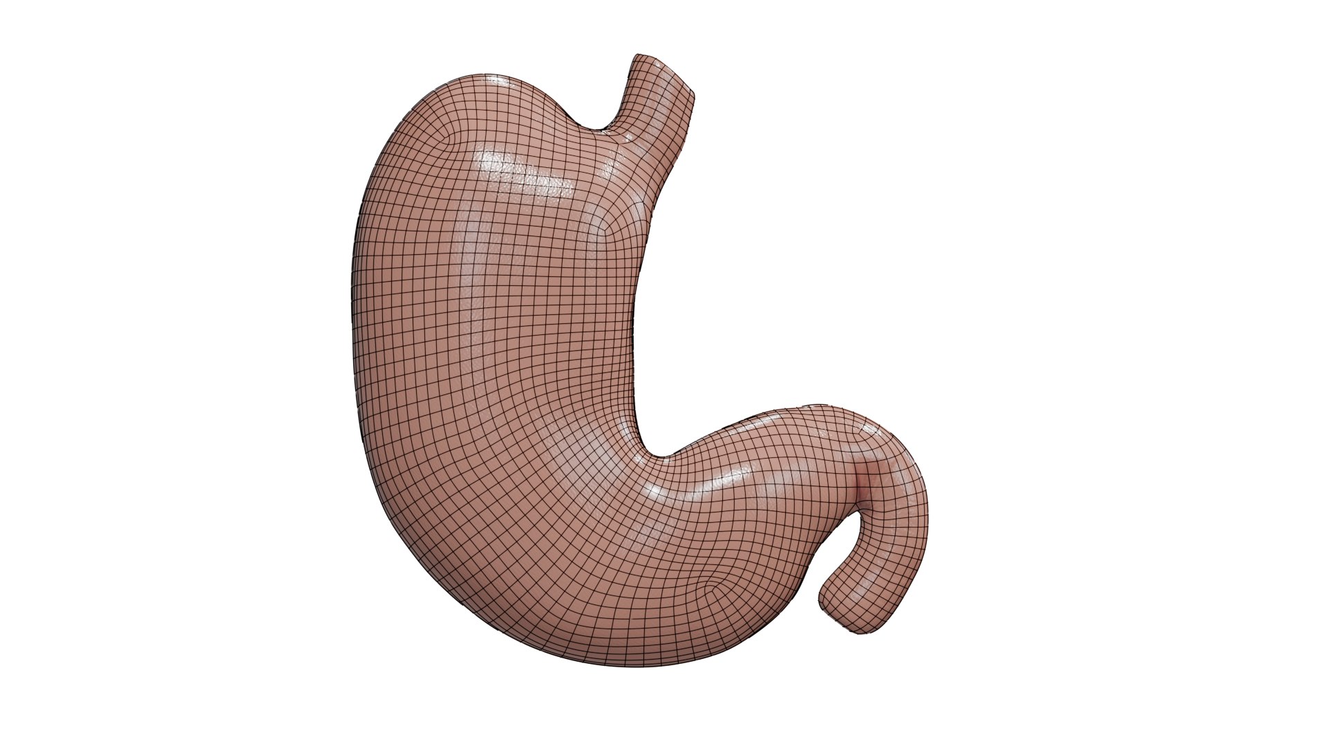 3D Stomach cross section model https://p.turbosquid.com/ts-thumb/9P/WBChrb/kJ/wireframe2/png/1743584337/1920x1080/fit_q87/59762b6e407c2a0bc10ef74a88526d923037a5b2/wireframe2.jpg