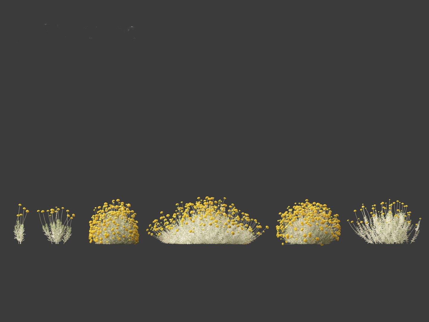 3D Santolina chamaecyparissus - Cotton Lavender model https://p.turbosquid.com/ts-thumb/9P/ah7JmZ/8E/santolinachamaecyparissus016/jpg/1698413345/1920x1080/fit_q87/d45380a5f14a0166a033c975fcdeefaefb93b113/santolinachamaecyparissus016.jpg